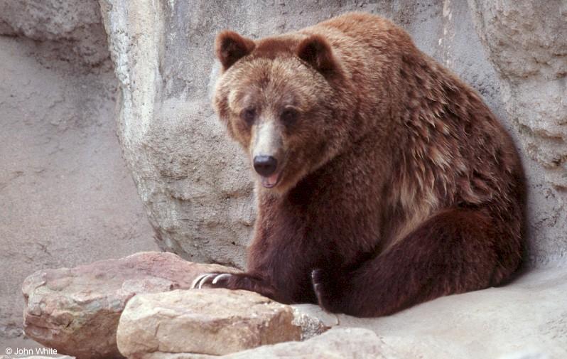 Grizzly Bear 2; DISPLAY FULL IMAGE.