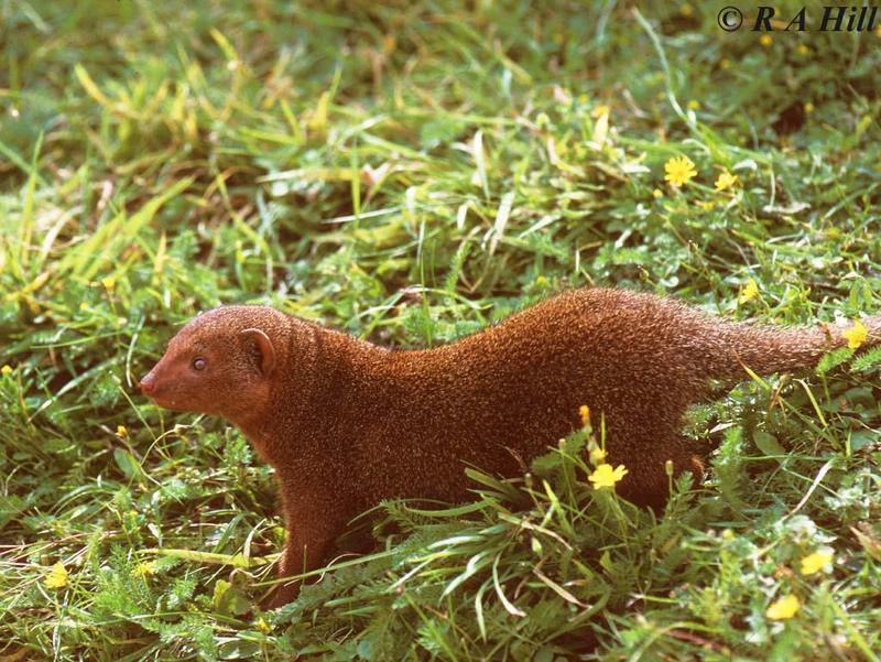 Dwarf Mongoose; DISPLAY FULL IMAGE.
