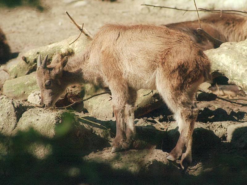 Another pic in 1024x768 - Little Big Horns in Hagenbeck Zoo - Himalayan tahr youngster; DISPLAY FULL IMAGE.