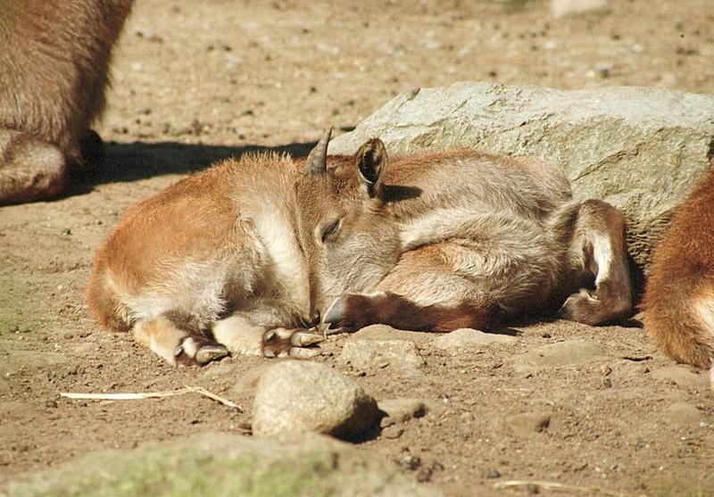 'Nother rescan/repost - Himalayan Tahr youngster in Hagenbeck Zoo; DISPLAY FULL IMAGE.