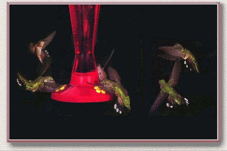 Re: Backyard birds; DISPLAY FULL IMAGE.