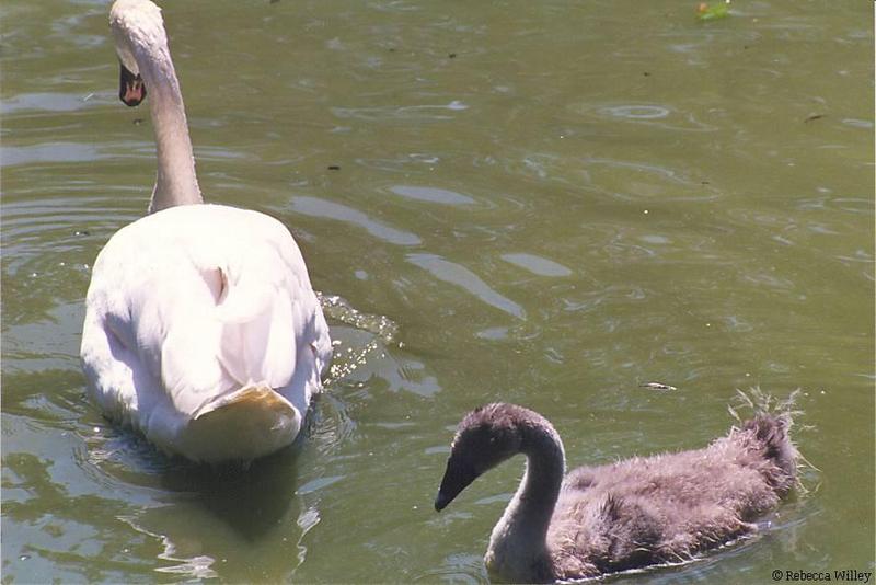 swan & juvenile; DISPLAY FULL IMAGE.