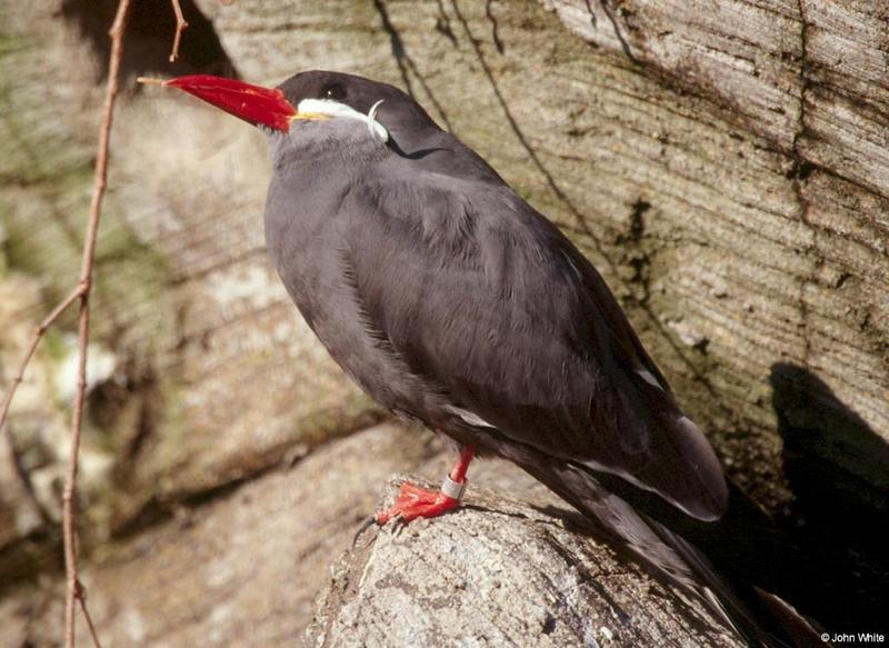 Inca Tern 1; DISPLAY FULL IMAGE.