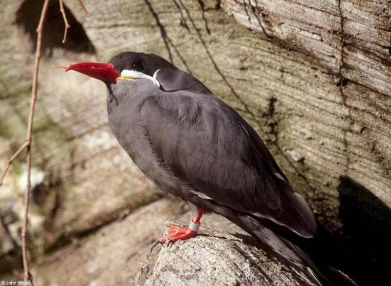 Inca Tern 2; DISPLAY FULL IMAGE.