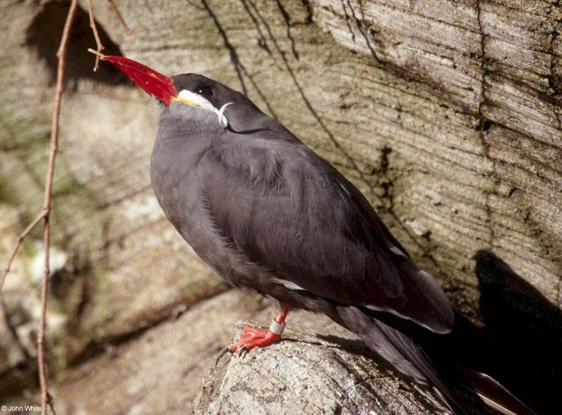 Inca Tern 4; DISPLAY FULL IMAGE.
