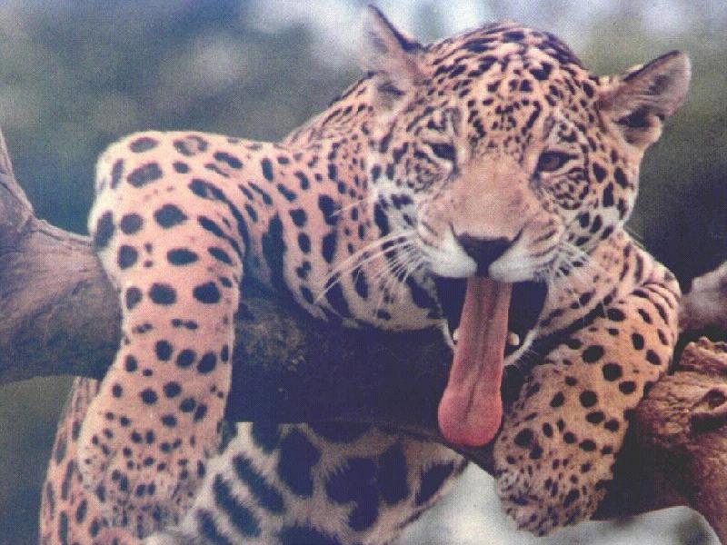 Yawnnnnnnnnnnnnnn!!!; DISPLAY FULL IMAGE.