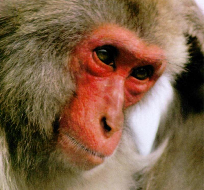 Japanese Macaque J01 - Monkey - red face closeup; DISPLAY FULL IMAGE.