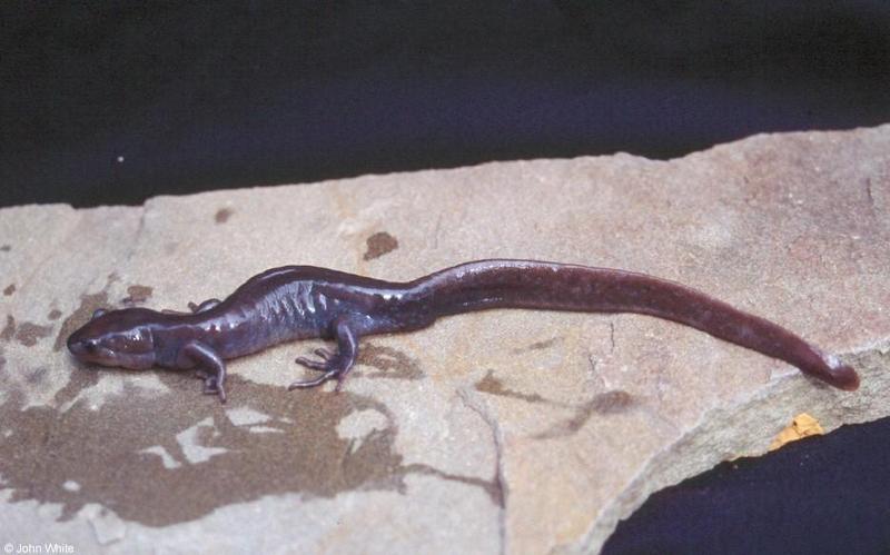Jefferson Salamanders (Ambystoma jeffersonianum) 2; DISPLAY FULL IMAGE.