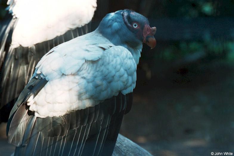 King vulture - 