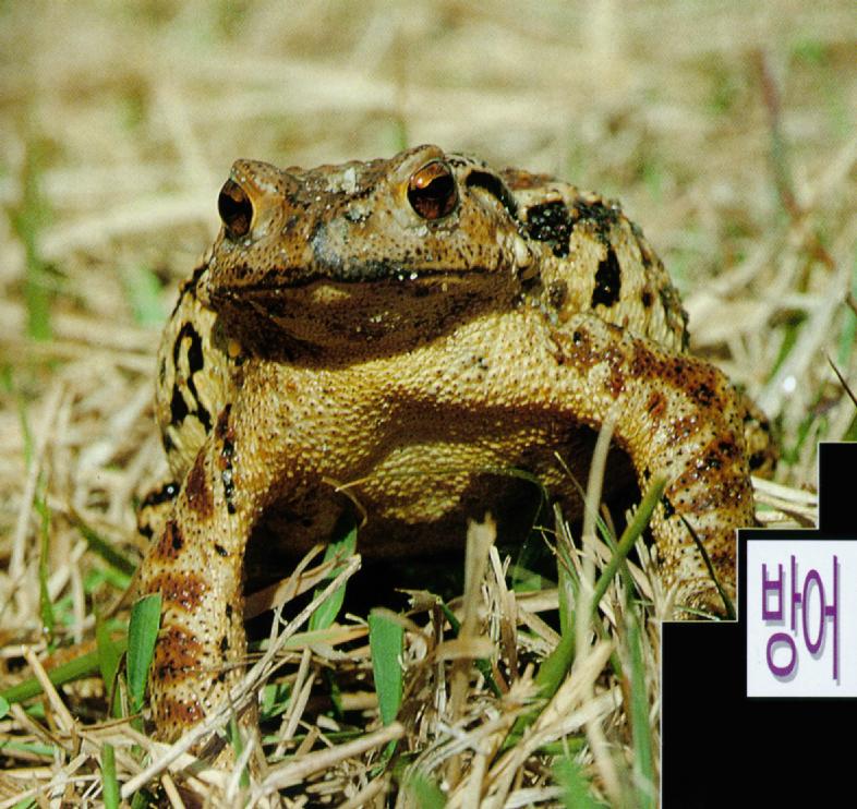 Korean Amphibian: Common Toad J04 - in defense posure; DISPLAY FULL IMAGE.