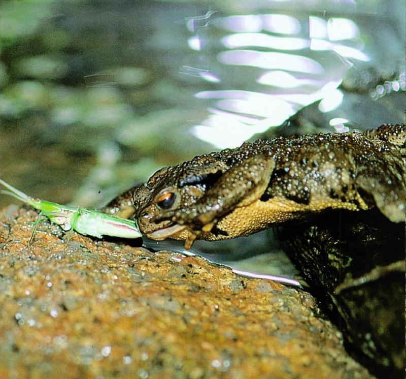 Korean Amphibian: Common Toad J08 - hunting green grasshopper; DISPLAY FULL IMAGE.