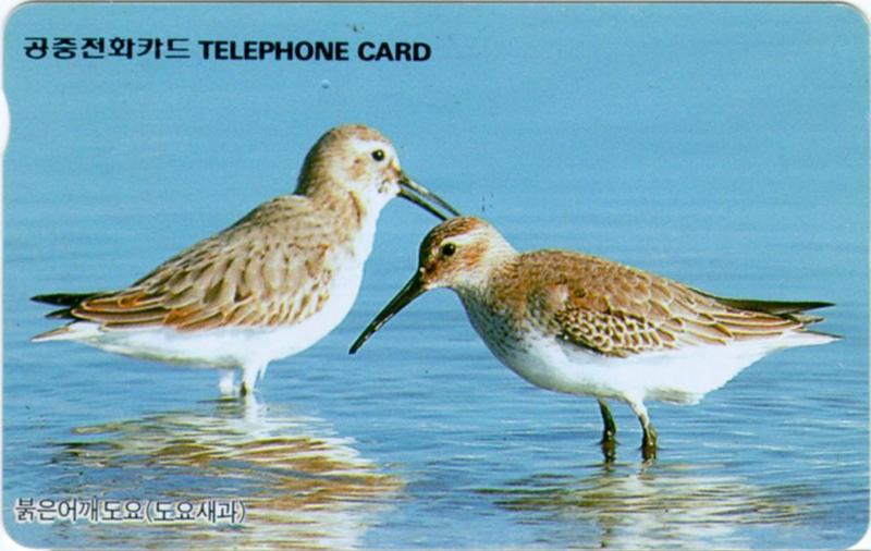 Korean Bird - Great Knot (J01) - Pair in water (붉은어깨도요 한쌍); DISPLAY FULL IMAGE.