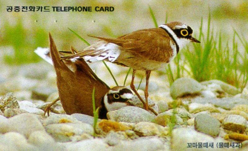 Korean Bird - Little Ringed Plover (J01); DISPLAY FULL IMAGE.