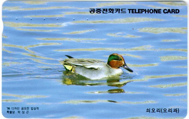 common teal (Anas crecca); DISPLAY FULL IMAGE.