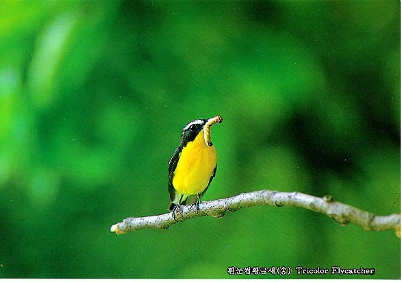 Korean Bird21-Tricolor Flycatcher-on branch with worm in mouth (흰눈썹황금새 수컷); Image ONLY