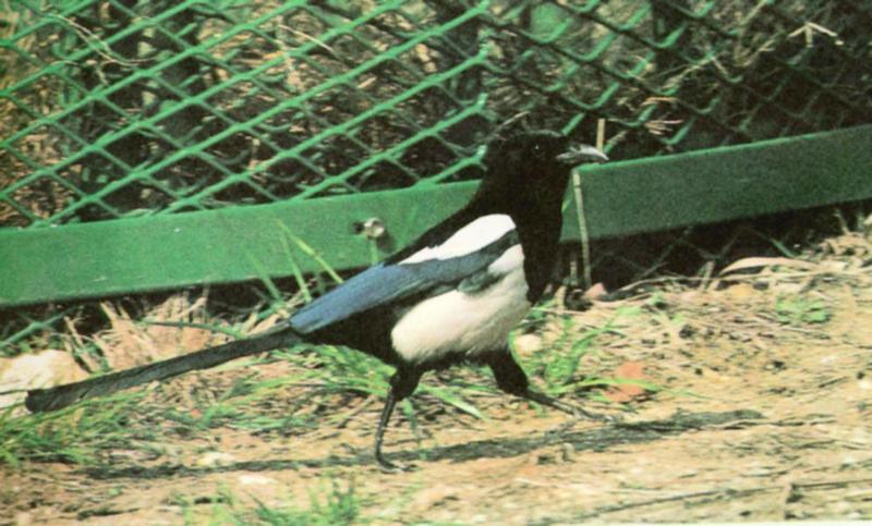 Korean Bird: Black-billed Magpie J06 - walking on the ground; DISPLAY FULL IMAGE.