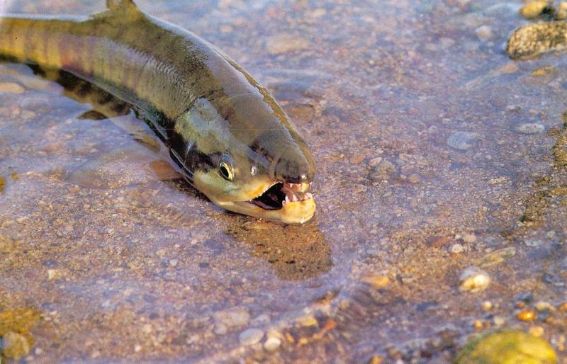 Korean Fish: Chum Salmon J01-out of water; DISPLAY FULL IMAGE.