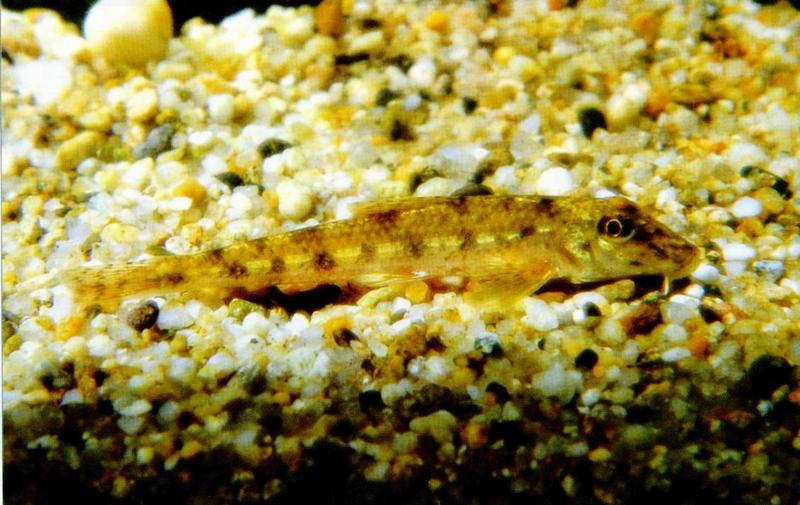 Korean Fish: Goby Minnow J01 - closeup (모래무지); DISPLAY FULL IMAGE.