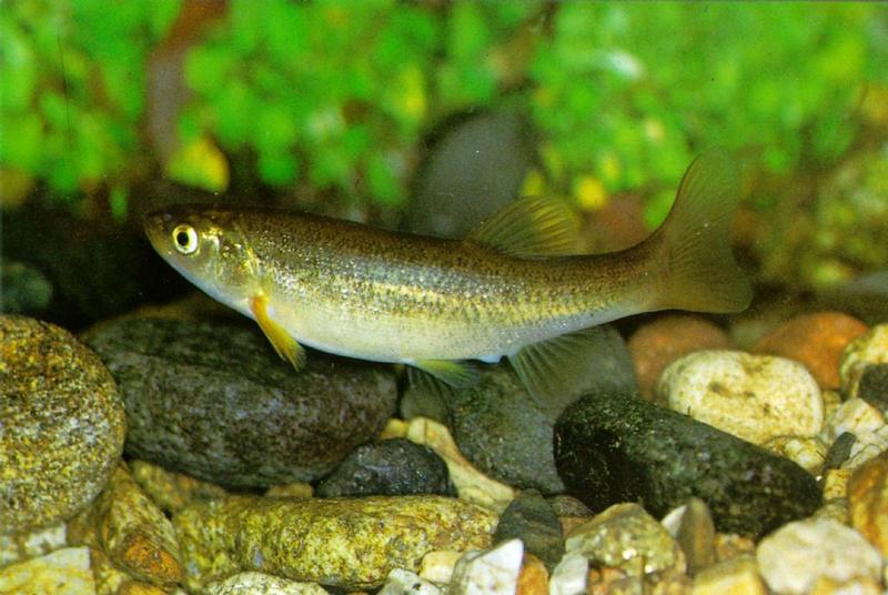 Postcard - Chinese Minnow (Moroco oxycephalus); DISPLAY FULL IMAGE.