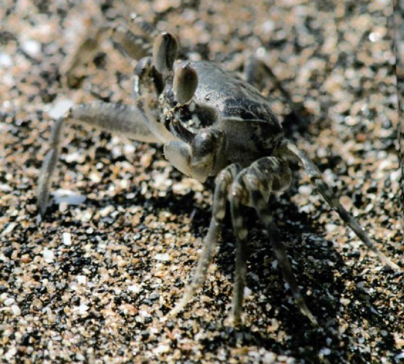 Korean Ghost Crab J01 - Hiding itself into sand 1; DISPLAY FULL IMAGE.