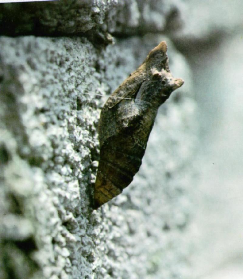 Korean Insect: Swallowtail Butterfly J01 - Pupae - Winter; DISPLAY FULL IMAGE.