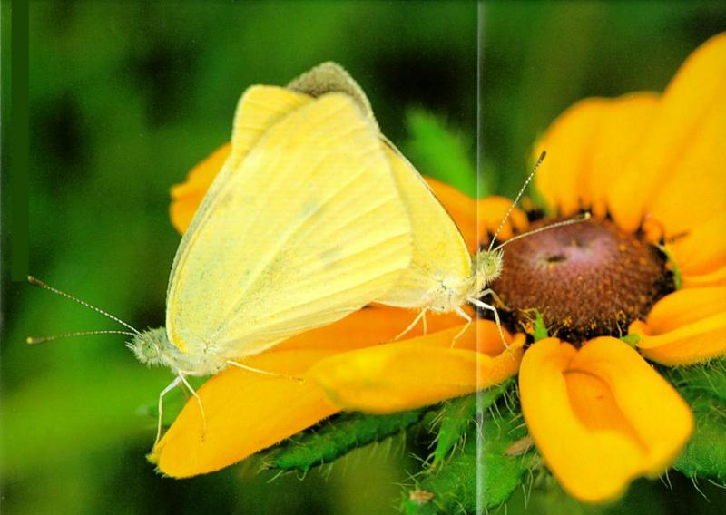 Korean Insect - Common Cabbage Butterfly J01 - mating pair on flower; DISPLAY FULL IMAGE.