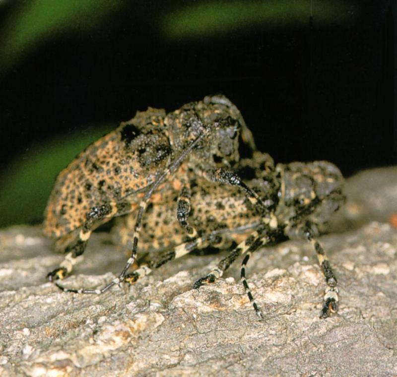 Korean Insect: Hairy Long-horned Toad Beetle J01 - mating - Moechotypa diphysis - 털두꺼비하늘소; DISPLAY FULL IMAGE.