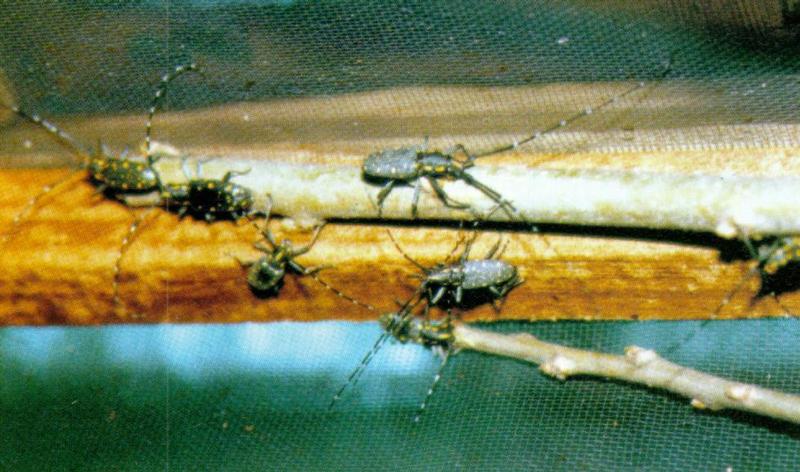 Korean Insect: Yellow-spotted Long-horned Beetle J02-in cage - Psacothea hilaris - 울도하늘소; DISPLAY FULL IMAGE.