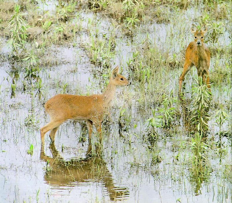 Korean Mammal: Chinese Water Deer J04 - Pair foraging in swamp; DISPLAY FULL IMAGE.