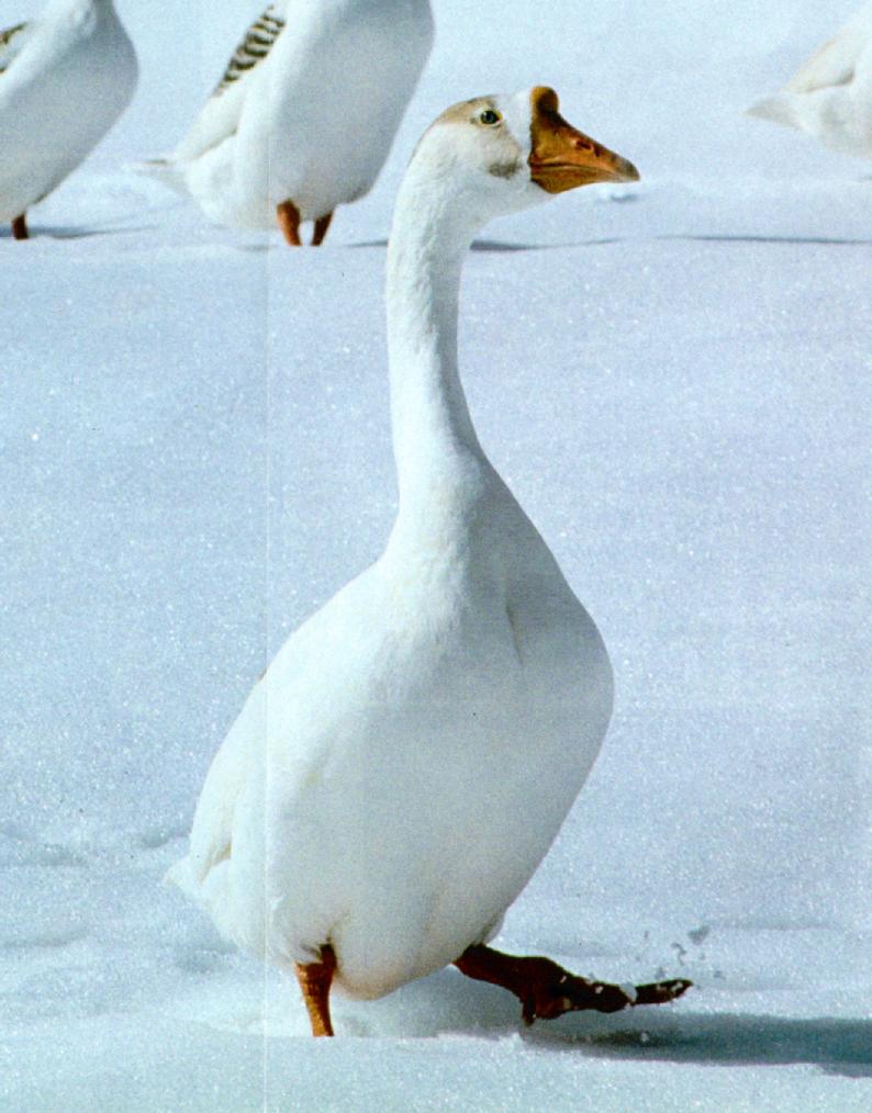 Korean WaterFowl-Swan Goose J02-walks on snow; DISPLAY FULL IMAGE.