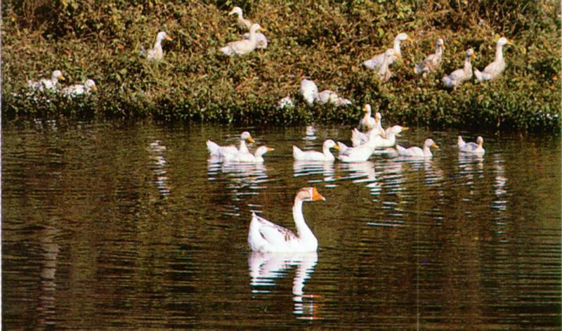 Korean Waterfowls - Swan goose - Domestic duck flock; DISPLAY FULL IMAGE.