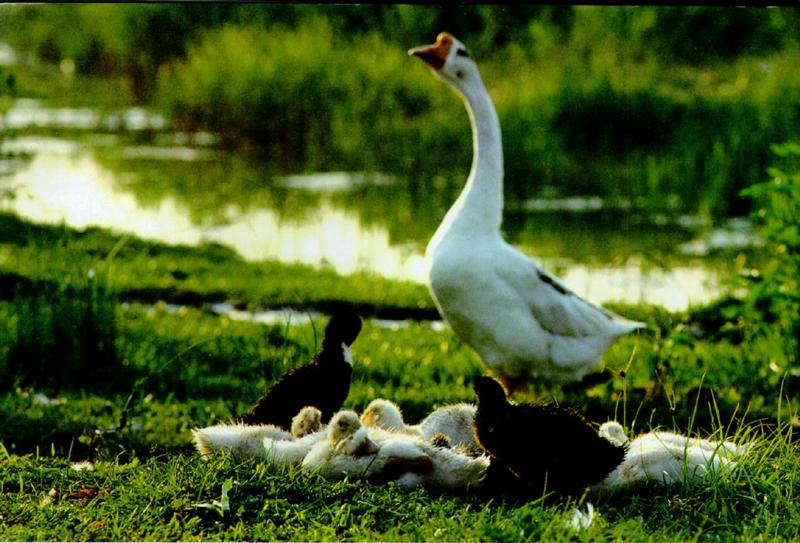 Korean WaterFowl-Chinese Goose J10-Mom and chicks.jpg; DISPLAY FULL IMAGE.