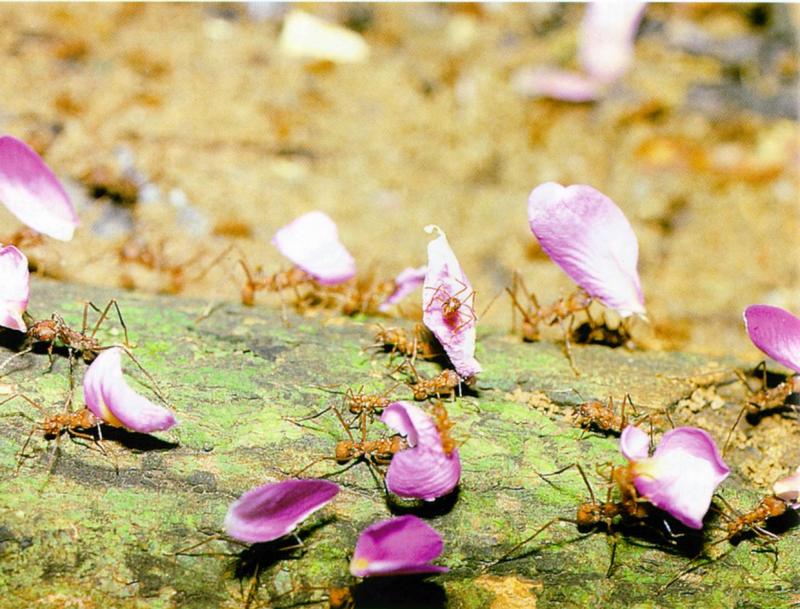 Leaf-cutter Ant J04 - workers delivering pink petals; DISPLAY FULL IMAGE.