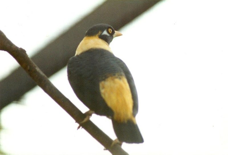 Birds from El Paso Birdpark - unknown_starling1.jpg; DISPLAY FULL IMAGE.