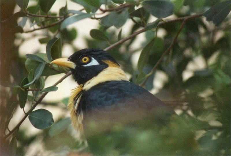 Birds from El Paso Birdpark - unknown_starling2.jpg; DISPLAY FULL IMAGE.