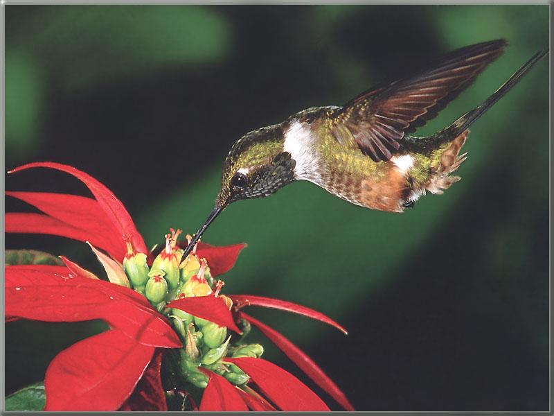 Hummingbird  8 of 12 - Magenta-throated Woodstar Hummingbird 01; DISPLAY FULL IMAGE.