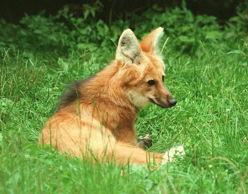 For the lovers of satellite dish ears - Maned wolf in Heidelberg Zoo; DISPLAY FULL IMAGE.