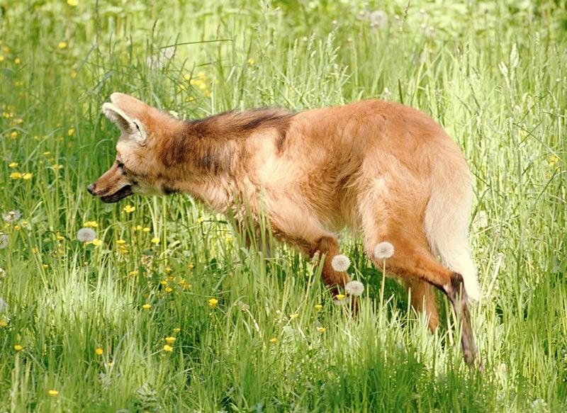 First blood with Fuji Superia 100 - Big Red stalking the meadows - Maned wolf in Wilhelma Zoo; DISPLAY FULL IMAGE.