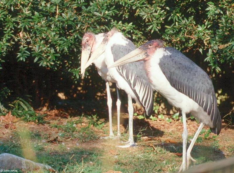 Marabou Stork #4; DISPLAY FULL IMAGE.
