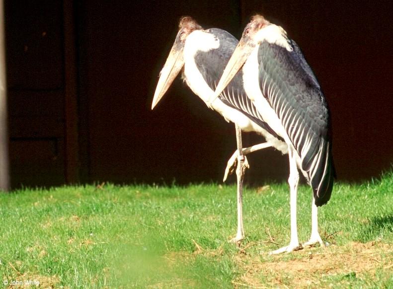 Marabou Stork  [1/6] - Marabou Stork400.jpg; DISPLAY FULL IMAGE.