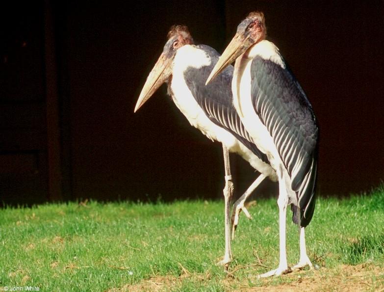 Marabou Stork  [3/6] - Marabou Stork402.jpg; DISPLAY FULL IMAGE.