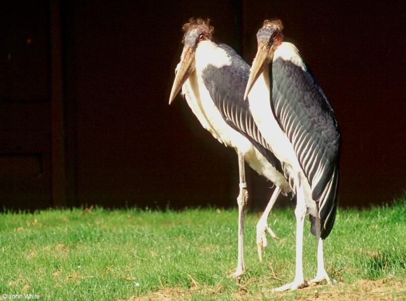 Marabou Stork  [4/6] - Marabou Stork403.jpg; DISPLAY FULL IMAGE.