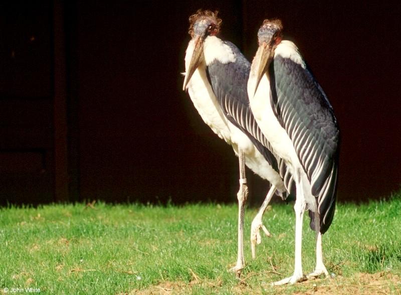 Marabou Stork  [5/6] - Marabou Stork404.jpg; DISPLAY FULL IMAGE.