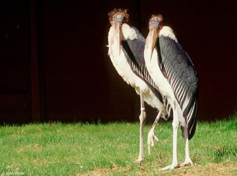 Marabou Stork  [6/6] - Marabou Stork405.jpg; DISPLAY FULL IMAGE.