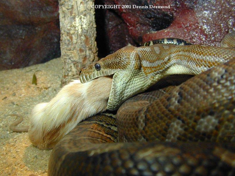 Plethora of Pythons 12; DISPLAY FULL IMAGE.