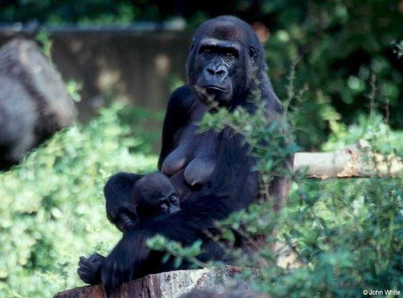 Mountain Gorilla Mother with Baby 2; DISPLAY FULL IMAGE.