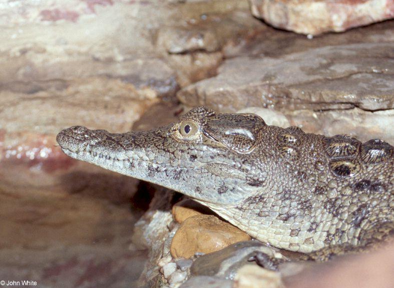 Nile crocodile (Crocodylus niloticus)1; DISPLAY FULL IMAGE.