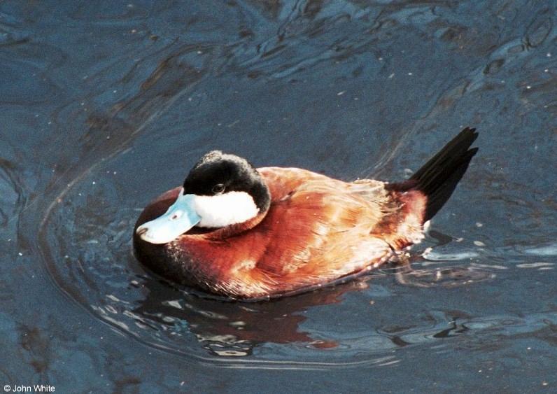 Birds see filename for species - North American Ruddy Duck (Oxyura jamaicensis jamaicensis)002.jpg; DISPLAY FULL IMAGE.