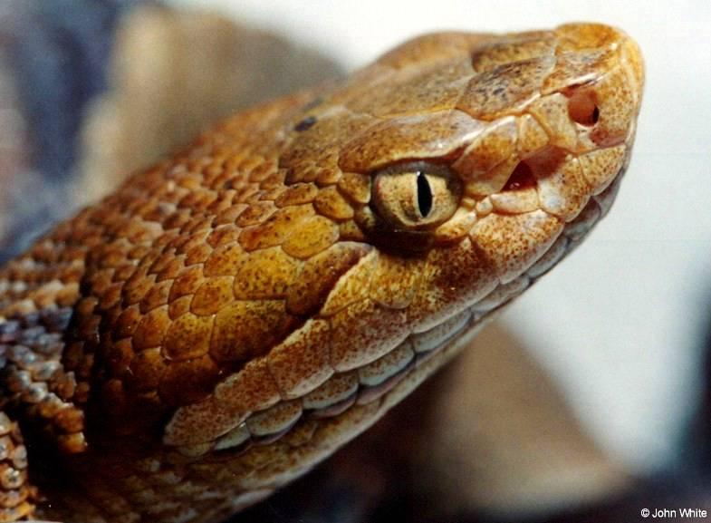 Northern copperhead (Agkistrodon contortrix mokason) close-up 1; DISPLAY FULL IMAGE.