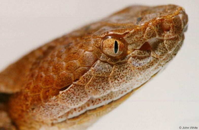 Northern copperhead (Agkistrodon contortrix mokason) close-up 2; DISPLAY FULL IMAGE.